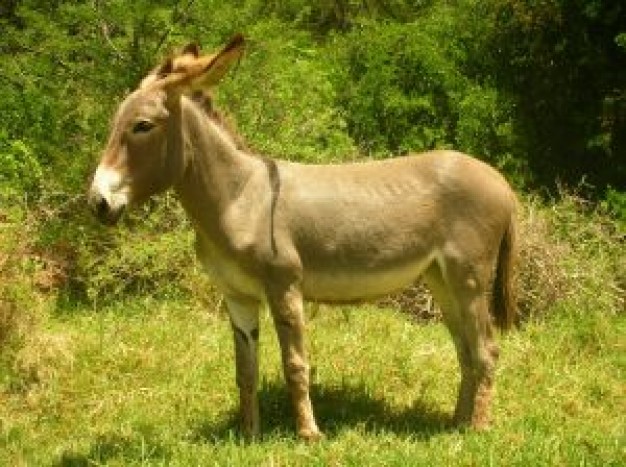Donkey baviaans animals kloof donkey about Eastern Cape Port Elizabeth
